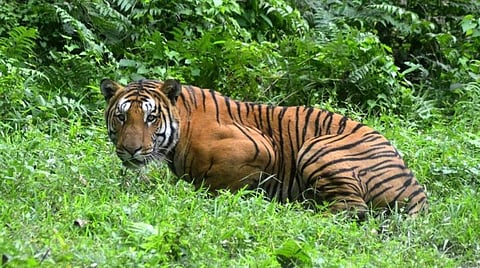 சென்னையில் புலிகள் உச்சி மாநாடு: முதல்வர் தகவல்