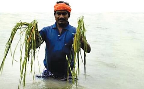 குறுவை பயிர்க் காப்பீடு: இந்த ஆண்டும் ஏமாற்றம்?