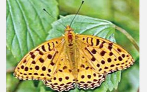 கமாண்டர்