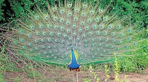 டிங்குவிடம் கேளுங்கள் - 6: பட்டத்துக்கு வால் அவசியம் வேண்டுமா?