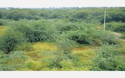 பெரும்பாலான பகுதிகளில் சீமை கருவேல மரங்களைக் காண முடிகிறது: ஐகோர்ட் தலைமை நீதிபதி