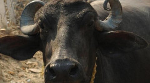 எருமை மாட்டிடம் மனு அளிக்கும் போராட்டத்தை அனுமதிக்க முடியாது: உயர் நீதிமன்றம்