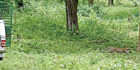 நீலகிரி மாவட்டம் முதுமலை வனப்பகுதியில் விடுவிக்கப்பட்ட சிறுத்தை பாய்ந்து ஓடுகிறது.