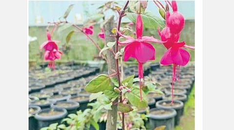 கொடைக்கானல் பிரையண்ட் பூங்காவில் சுற்றுலா பயணிகளைக் கவரும் பெண் வடிவ மலர்