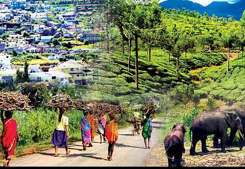 இந்தியா 75: தத்தளிக்கும் காட்டுயிர்களும் வாழிடங்களும்