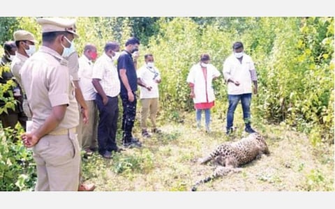 பேரணாம்பட்டு அருகே சேராங்கல் கிராமத்தில் விவசாய நிலத்தில் இறந்து கிடந்த ஆண் சிறுத்தையின் உடலை பார்வையிட்ட மாவட்ட வன அலுவலர் (பொறுப்பு) நாக சதீஷ் கிடிஜாலா.