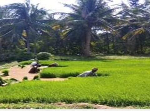 தமிழ்நாடு நெய்வேலி நிலக்கரி சுரங்கம் 1-ன் மறுசீரமைக்கப்பட்ட பகுதியில் உள்ள நெல் வயல், தென்னை மரங்கள்