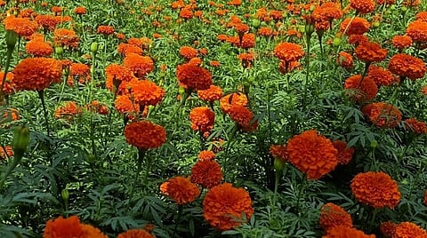 ஓணம் பண்டிகை அறுவடைக்காக கோட்டூர் பகுதியில் பூத்திருக்கும் செவ்வந்திப் பூக்கள். | படம்: என்.கணேஷ்ராஜ்.