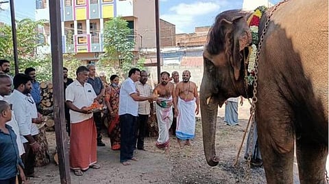 ஆண்டாள் கோயில் யானை தாக்கப்பட்டதா? - அசாம் மாநில அதிகாரிகள் ஆய்வு