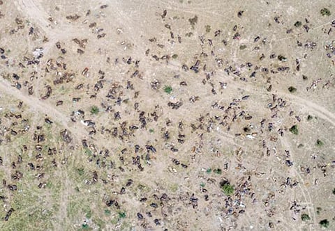 தோல் கழலை நோயால் ராஜஸ்தானின் பிகானீரில் ஆயிரக்கணக்கான மாடுகள் இறந்தது உண்மையா? வைரலான புகைப்படம்