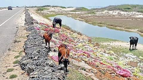 தனுஷ்கோடி தேசிய நெடுஞ்சாலையில் கொட்டப்பட்டுள்ள குப்பைகளில் மேயும் கால்நடைகள்.