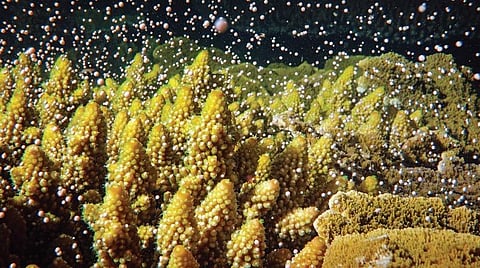 ஆழ்கடல் அதிசயங்கள் 22: கடலுக்கு அடியில் பனிப்புயல்!