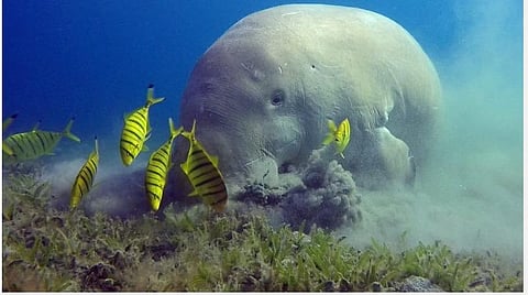 எல்லா உயிரினங்களும் முக்கியம்!