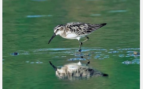 நஞ்சராயன் குளம் பறவைகள் சரணாலயத்துக்கு வலசை வந்த தடித்த அலகு மண் கொத்தி பறவை