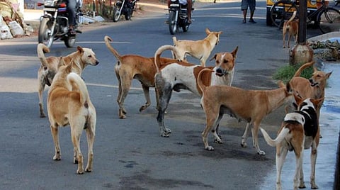 இன்று (செப்.28) உலக வெறிநோய் தினம் - ‘ரேபிஸ்’ நோயால் உலகில் 9 நிமிடத்துக்கு ஒருவர் மரணம்