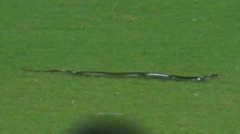 மைதானத்தில் பாம்பு.