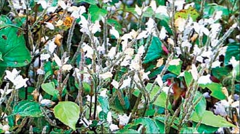 சிறு குறிஞ்சி.