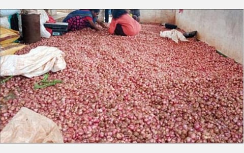 ராசிபுரத்தை அடுத்த புதுச்சத்திரத்தில் அறுவடை செய்யப்பட்ட சின்னவெங்காயம் உலரவைக்கப்பட்டுள்ளது.