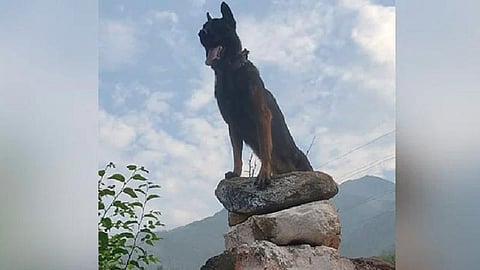 ராணுவப் பணியில் உள்ள நாய் ஜூம்