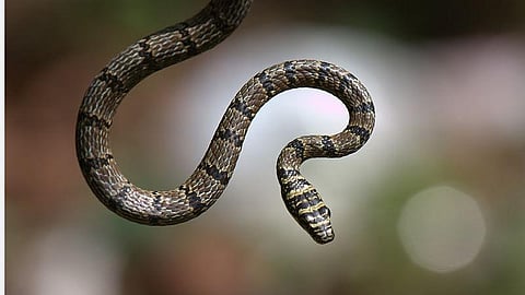 பிரதிநிதித்துவப் படம்.