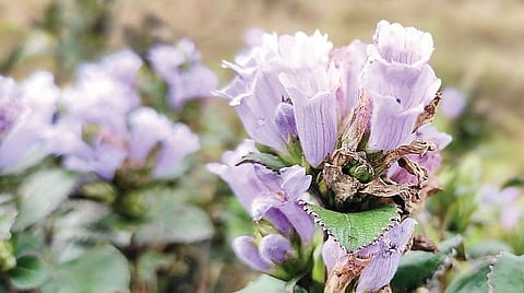 மாறுகிறதா குறிஞ்சியின் பூக்கும் சுழற்சி?