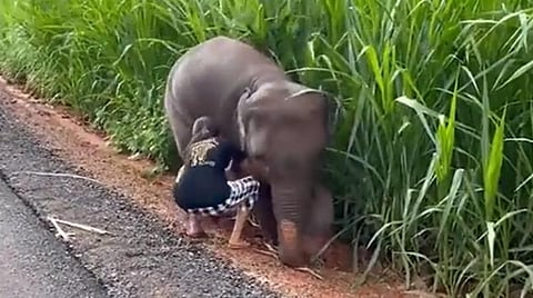 சகதியில் சிக்கிய யானை குட்டியை காப்பாற்றும் சிறுமி