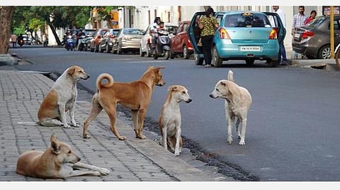சென்னையில் வெறி நாய்களாக மாறும் தெரு நாய்கள்: உணவுடன் மருந்து வழங்க மாநில தகவல் ஆணையம் உத்தரவு