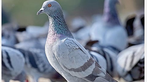 டிங்குவிடம் கேளுங்கள் 15 - திசைகாட்டி உணர்வுடைய பறவை தெரியுமா?