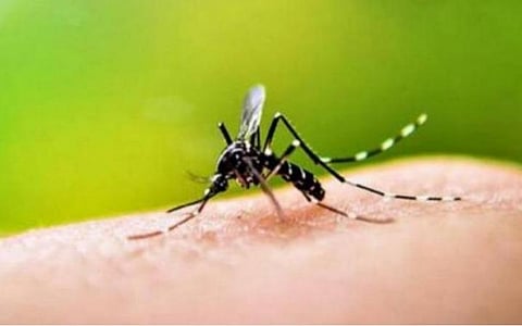 வடகிழக்கு பருவமழை தொடங்கியுள்ளதால் டெங்கு காய்ச்சலுக்கு தேவையான 3 லட்சம் மாத்திரைகள் கையிருப்பு