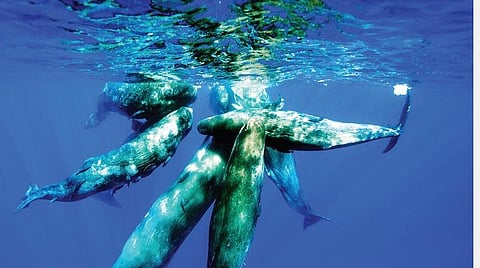 ஆழ்கடல் அதிசயங்கள் 27: பிரம்மாண்ட விலங்குகளின் குட்டித் தூக்கம்!