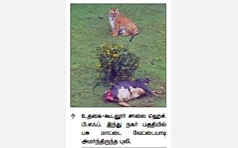 உதகை அருகே ஹெச்.பி.எஃப். இந்து நகர் குடியிருப்பு பகுதியில் புலி நடமாட்டம்: பசுவை வேட்டையாடிய வீடியோ வைரல்