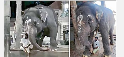 பாகனின் செல்போனை குனிந்து பார்க்கும் மங்களம் யானை. (அடுத்த படம்) பாகனுடன் விளையாடும் யானை.