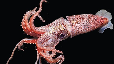 ஆழ்கடல் அதிசயங்கள் 28: ஜொலிக்கும் ஸ்ட்ராபெர்ரி ஊசிக்கணவாய்!