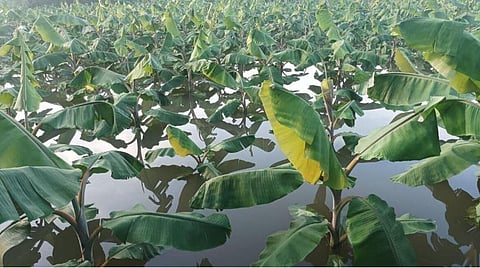 நீரில் முழ்கிய வாழை பயிர்கள்