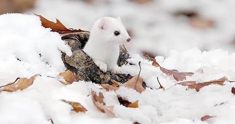 சிறுகதை: காட்டில் பனி