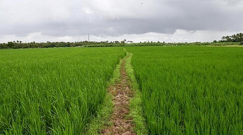 சம்பா பயிர்