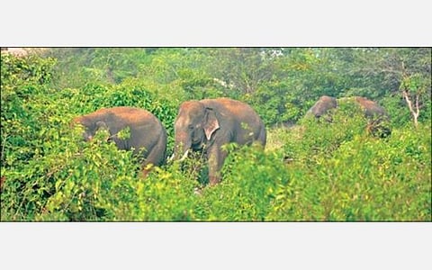 கிருஷ்ணகிரி சுங்கச்சாவடி அருகே முகாமிட்டிருந்த 3 யானைகள் நேற்று குருபரப்பள்ளி சிப்காட் பகுதிக்கு இடம் பெயர்ந்தன.