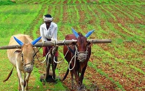 சம்பா, தாளடி பருவத்தில் நெல் சாகுபடியை பயிர் காப்பீடு செய்ய 21 வரை அவகாசம் நீட்டிப்பு