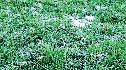 கொடைக்கானலில் புற்கள் மீது வெண் துகள்களாக படர்ந்த உறை பனி.