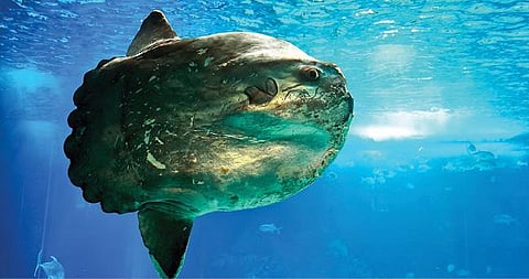 ஆழ்கடல் அதிசயங்கள் - 29: ஆயிரம் கிலோ மீன்!