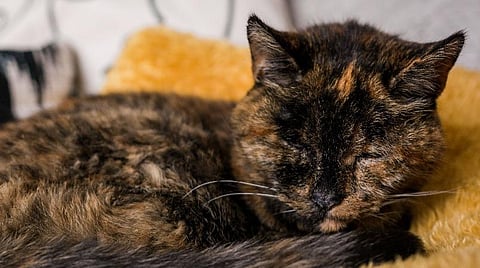 ஃப்ளோஸி பூனை