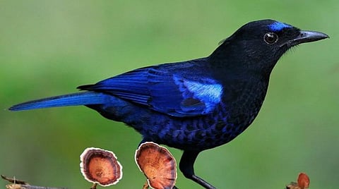 உதகைக்கு வலசை வந்த ‘மலபார் விசிலிங் தரஷ்’ பறவை