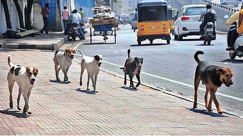 பொதுமக்களுக்கு இடையூறாக தெருக்களில் சுற்றிய 452 நாய்களுக்கு இனக்கட்டுப்பாடு