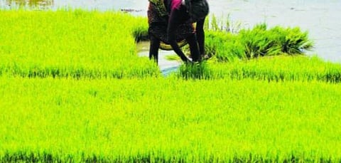 பிரதமர் பயிர் காப்பீடு திட்டத்தின் கீழ் விவசாயிகளுக்கு ரூ.1.25 லட்சம் கோடி இழப்பீடு - மத்திய வேளாண் அமைச்சகம் தகவல்