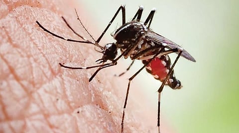 டிங்குவிடம் கேளுங்கள்: கடித்த இடத்திலேயே மீண்டும் கடிக்குமா கொசு?