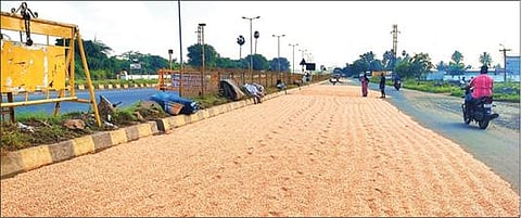 ஆத்தூரை அடுத்த தலைவாசலில், சேலம்- சென்னை 4 வழிச்சாலையை ஒட்டிய சர்வீஸ் ரோட்டில், விவசாயிகளால் உலர வைக்கப்பட்டுள்ள மக்காச்சோள மணிகள்.