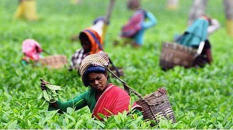 கருகிவிடக் கூடாது தேயிலைத் தோட்டத் தொழில்!