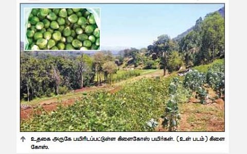 உற்பத்தி குறைந்து தேவை அதிகரித்ததால் உதகையில் விளையும் கிளைகோஸ் ஒரு கிலோ ரூ.515