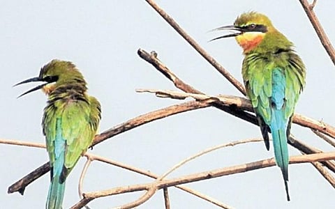 ஜன். 05: இன்று என்ன? - தேசிய பறவைகள் தினம்