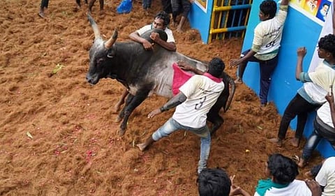 தச்சங்குறிச்சி ஜல்லிக்கட்டு